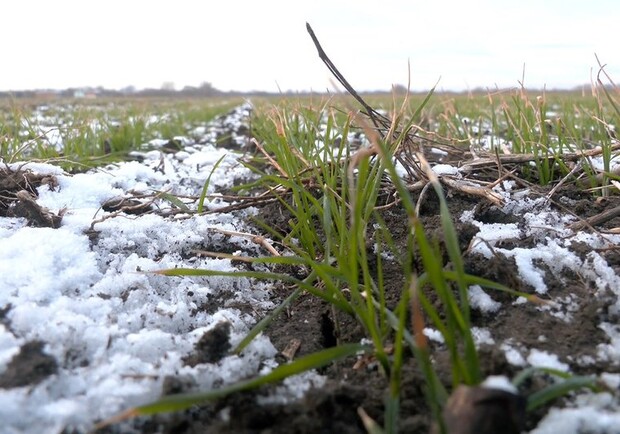 Агроном рассказал, как мороз повлияет на посевы озимых культур в Харьковской области. 