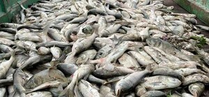 В Днепре возле Запорожья массово погибает рыба после повреждения Каховской ГЭС