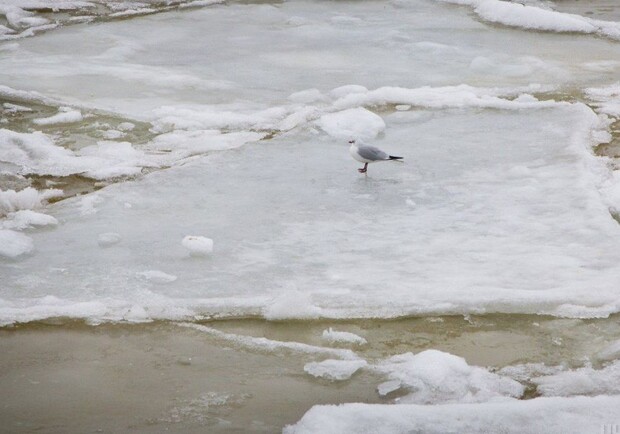 В Харькове прохожие спасли провалившегося под лед подростка.
