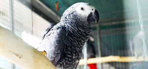 В Киевском зоопарке живут спасенные на войне попугайчики (фото)