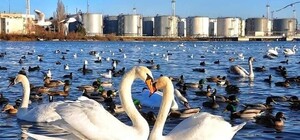 В полчасах езды от Одессы: паромную переправу снова захватили лебеди