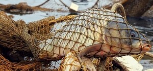 В Запорожье будут судить парня за незаконный лов рыбы на 300 тысяч гривен