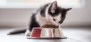 Кот отказывается от еды: что делать?