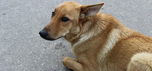 На Київщині чоловік холоднокровно вбив собаку, викинувши її з вікна багатоповерхівки