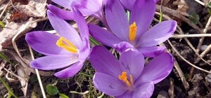 Якою буде погода у Львові у березні — прогноз синоптиків