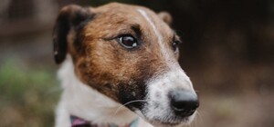 Собака Живчик зі Львова чекає на 