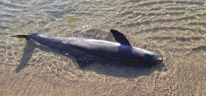 Получи ответ: что делать, если нашли мертвого дельфина в Одессе и области
