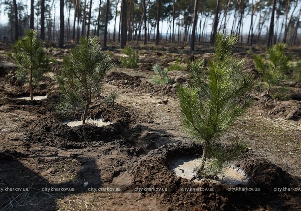 У Харкові висадять понад 20 тисяч дерев. 
