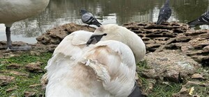 Из парка Победы в Одессе забрали лебедей