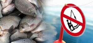 В Одесской области вступил в силу нерестовый запрет на вылов рыбы