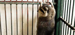 Енот в Киеве разгромил квартиру, в которой он находился без хозяев