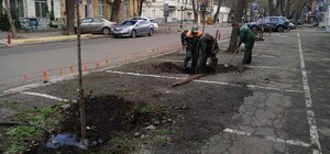 В Одесі висадили клени, вишні, акації та кедри