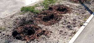 З парків та скверів Києва масово крадуть квіти та дерева