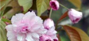 Чем жил Крым на этой неделе: в Севастополе намылили шею националисту, а в Симферополе зацвела сакура и сняли на видео огнеопасные печеньки