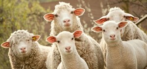 Культуру ведения овцеводства в Одесской области внесли в список нематериального наследия