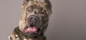 В Одессе мужчина распылил газовый баллончик против бездомной собаки: его привлекут к ответственности