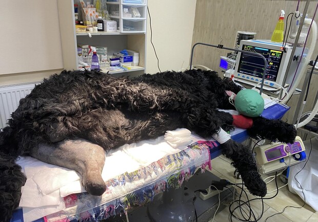 В Харькове раненой собаке впервые установили биоинтегрированный протез. 