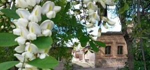 Невероятная красота и запах: в Одессе цветут акации 