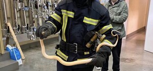 В Одесской области активировались змеи: причина