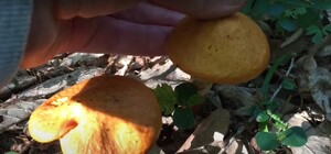 На Львівщині стартував сезон грибів — відео 