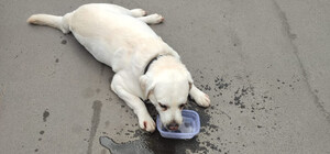 В Одессе женщина закрыла пса в машине и пошла в ресторан