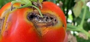 В Одесскую область завезли опасные томаты из Турции, но их отправили обратно