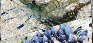 В Одесской области запретили ловить креветки и мидии