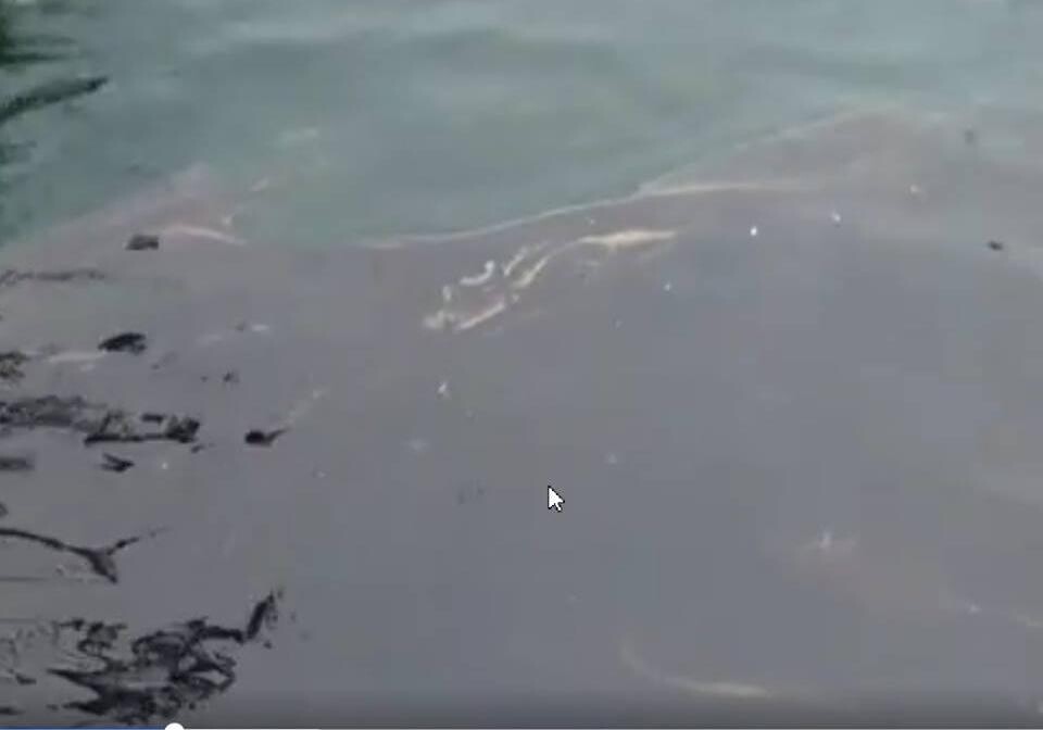 Пятно из нефти в одесской Отраде: есть ли опасность