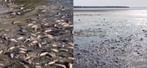 В Днепропетровской области начался массовый мор рыбы из-за подрыва Каховской ГЭС