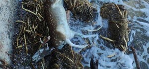 Труп оленя и ротавирус: что нашли в одесском море  (обновлено)
