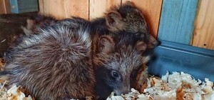 Военные передали в Одесский зоопарк малышей енотовидных собак из Херсонской области 