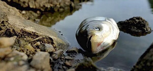На водоемах Запорожья из-за подрыва Каховской ГЭС начала гибнуть рыба