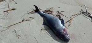  В Одесской области на берег выбросило мертвого дельфина