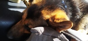 Не впустили в эвакуационный автобус: житель Херсона три дня пешком шел в Одессу вместе с собакой