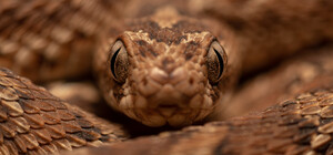 В Днепропетровской области троих людей укусили змеи: что делать в таком случае