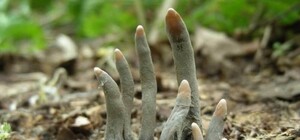 В Днепропетровской области растут грибы 