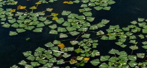 В Днепропетровской области заметили растение-вредителя, которое убивает жизнь в водоемах