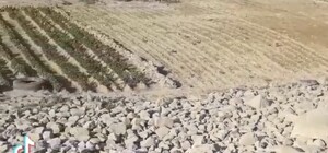 Дно Каховского водохранилища у Никополя засеяли картофелем