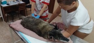 В Одесской области водитель дважды наехал на собаку и уехал 