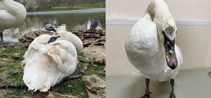 Искалеченным лебедям из Парка Победы нашли новый дом