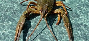 В Одесской области частично ввели запрет на вылов раков