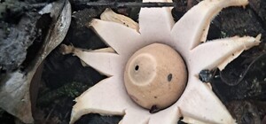 В Днепровском лесу местный житель наткнулся на гриб в виде звезды