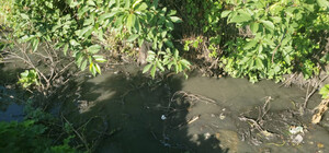 В Одесской области коммунальщики сливали фекалии на 22 гектара леса: кого будут судить