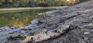 В озерах на Хортице начала гибнуть рыба: в чем причина