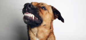 В Днепропетровской области зафиксировали несколько случаев бешенства