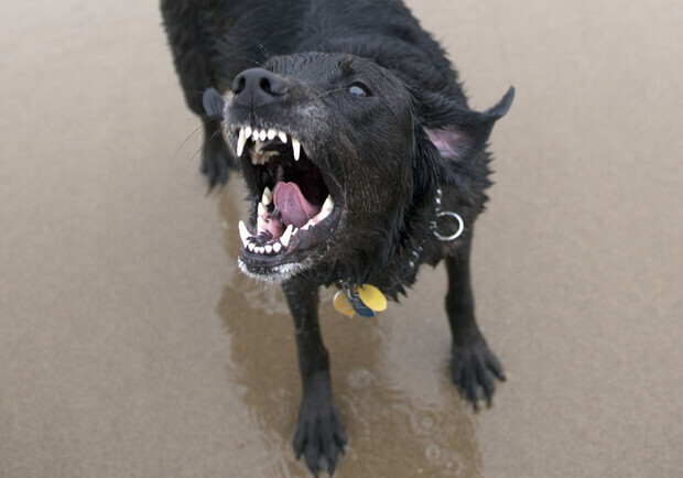 В Одесской области стало больше случаев обращения людей по поводу укусов животных