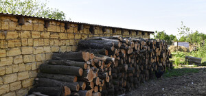 В нацпарке в Одесской области незаконно срубили деревья на 80 миллионов