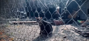 В сети появилось видео последствий пожара в котохате