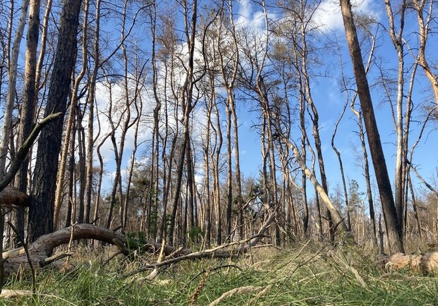 На Журавлевке погиб лес: в чем причина. 