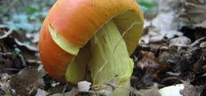 В Киеве люди продолжают травиться грибами: симптомы отравления